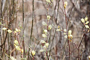 Willow (Salix discolor)