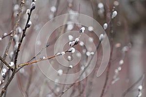 Willow Salix discolor-Late Winter