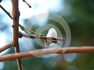 Willow Salix sp. catkin blossoming on green forest background in spring