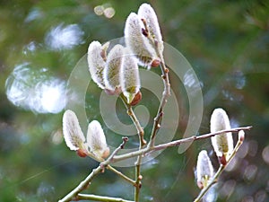 Willow Salix sp. catkins blossoming on green forest background in spring