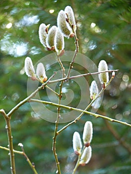 Willow Salix sp. catkins flowering on green forest background in spring