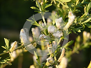 Willow Salix sp. twigs with fluffy female catkins in spring, dark green blurred background