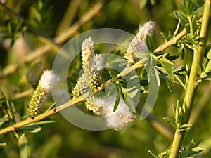 Willow Salix sp. twigs with fluffy female catkins in spring, green blurred branches in the background