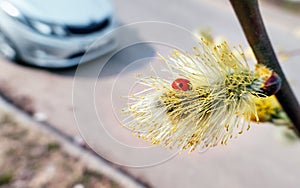 Willow spring flowers and red ladybug close up