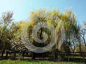 Willow in the spring