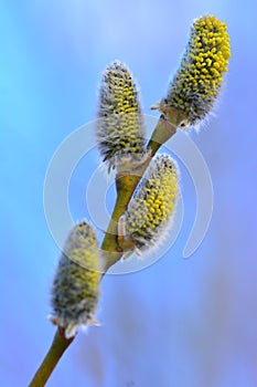 Willow in the spring that is about to bloom