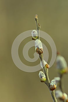 Willow in the spring that is about to bloom