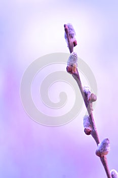 Willow in the spring that is about to bloom