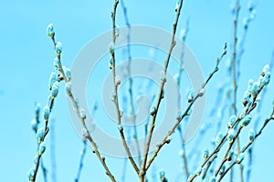 Willow in the spring that is about to bloom