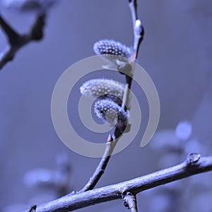 Willow in the spring that is about to bloom