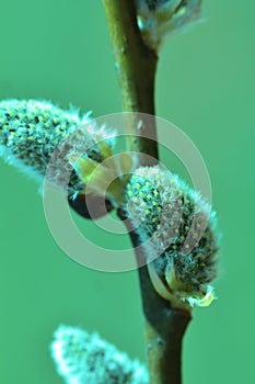 Willow in the spring that is about to bloom