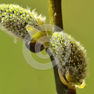 Willow in the spring that is about to bloom
