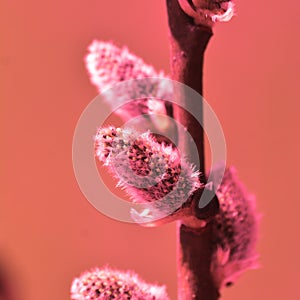 Willow in the spring that is about to bloom