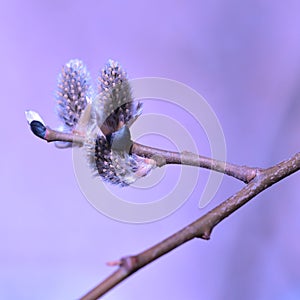 Willow in the spring that is about to bloom