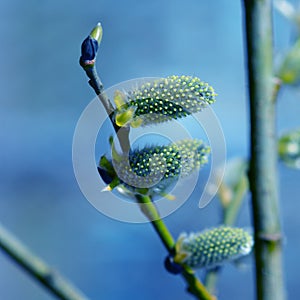 Willow in the spring that is about to bloom