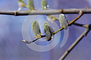 Willow in the spring that is about to bloom