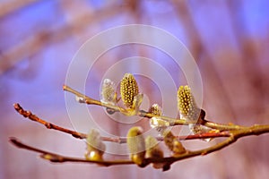 Willow in the spring that is about to bloom