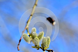 Willow in the spring that is about to bloom