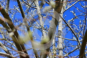 Willow in the spring that is about to bloom