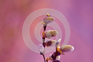 Willow in the spring that is about to bloom