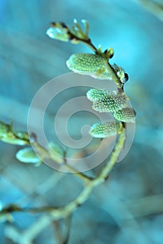 Willow in the spring that is about to bloom