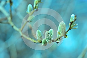 Willow in the spring that is about to bloom