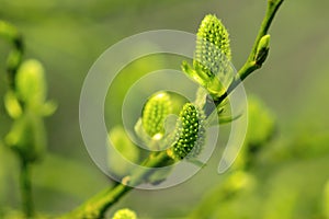 Willow in the spring that is about to bloom