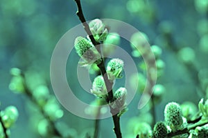 Willow in the spring that is about to bloom