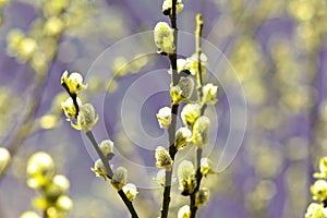 Willow in the spring that is about to bloom