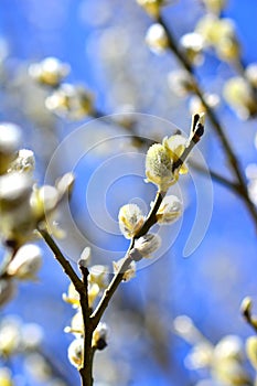 Willow in the spring that is about to bloom