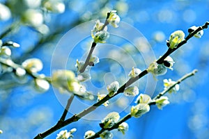 Willow in the spring that is about to bloom