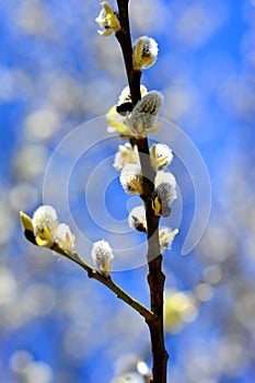 Willow in the spring that is about to bloom