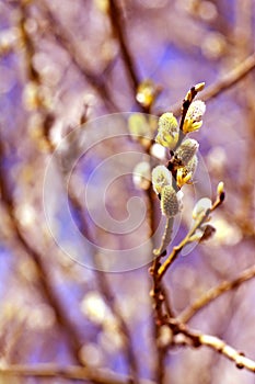 Willow in the spring that is about to bloom