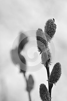 Willow in the spring that is about to bloom