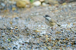 Willow Tit