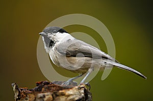 The Willow Tit