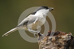 The Willow Tit