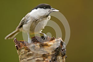 The Willow Tit