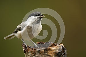 The Willow Tit