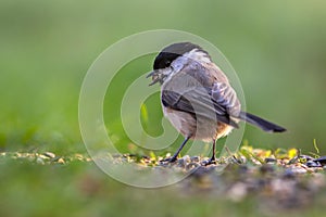 Willow tit