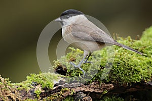 Willow tit bird on a mossy perch.