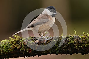 Willow tit bird on a mossy perch.