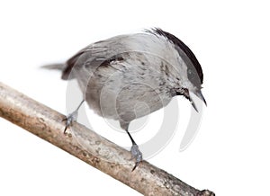 Willow Tit, Black-capped Chickadee, Parus montanus