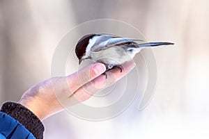 A willow tit on a kids hand, a passerine bird in the tit family, Paridae.