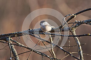 Willow tit on a mossy branch in the autumn forest park