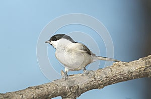 Willow Tit, Parus montanus