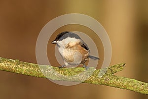 Willow Tit - Parus montanus