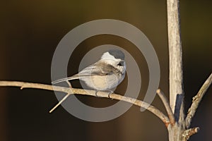 Willow tit, Parus montanus borealis