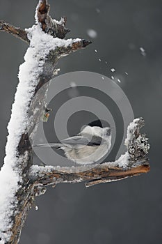 Willow tit, Parus montanus borealis