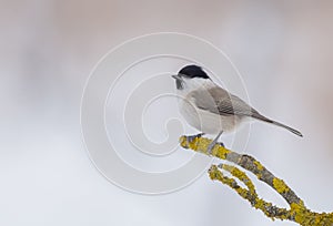 Willow tit - Parus montanus - Poecile montanus